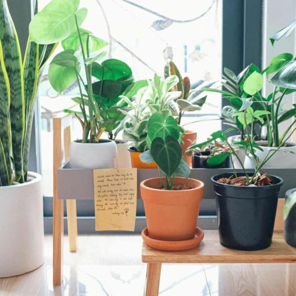 houseplants, cold weather.