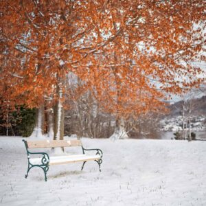 A serene snow-covered park bench under autumnal trees in Gmunden, Austria. November checklist for your garden.
