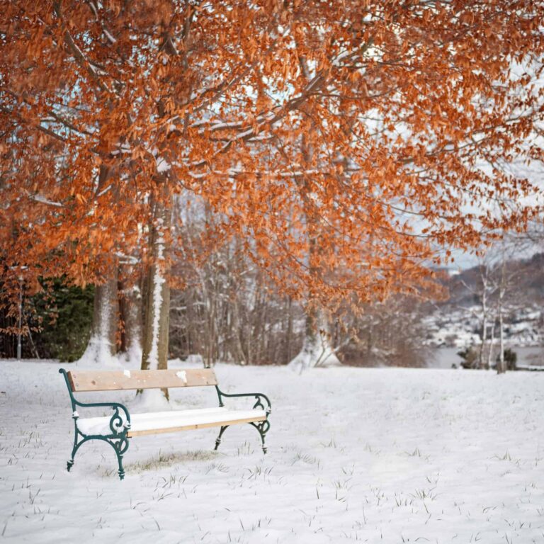 A serene snow-covered park bench under autumnal trees in Gmunden, Austria. November checklist for your garden.