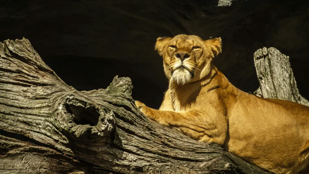 Leo horoscope, represented by a lion