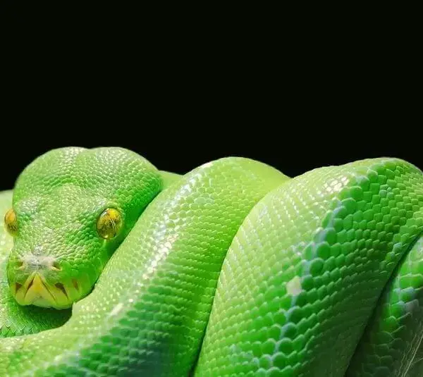 Representing Ophiuchus, this green snake is chill and fresh.