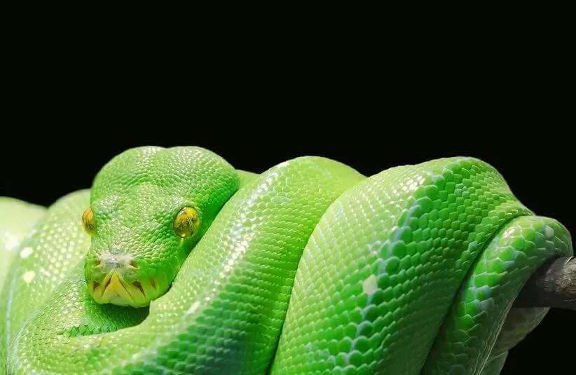 Representing Ophiuchus, this green snake is chill and fresh.