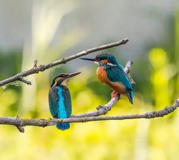 Two twin hummingbirds representing the sign of Gemini.