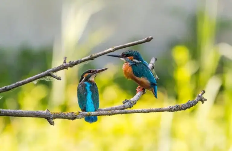 Two twin hummingbirds representing the sign of Gemini.