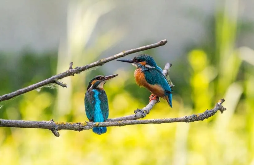 Two twin hummingbirds representing the sign of Gemini.