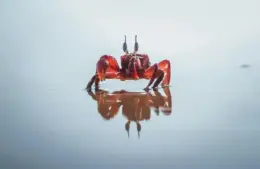 Reflections inspire the crab who represents the sign of Cancer.