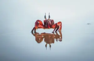 Reflections inspire the crab who represents the sign of Cancer.