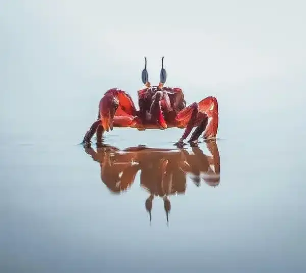 Reflections inspire the crab who represents the sign of Cancer.