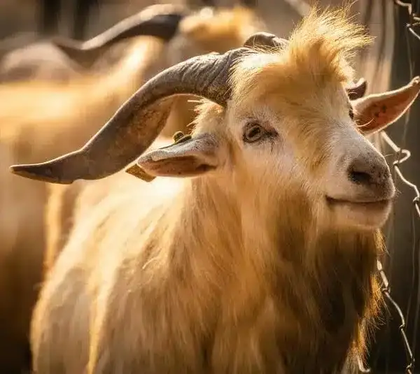 Capricorn is truly a golden goat.