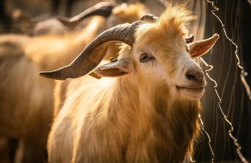 Capricorn is truly a golden goat.