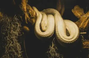 Pure white snake representing Ophiuchus in astrology.