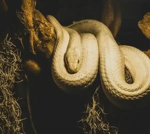 Pure white snake representing Ophiuchus in astrology.