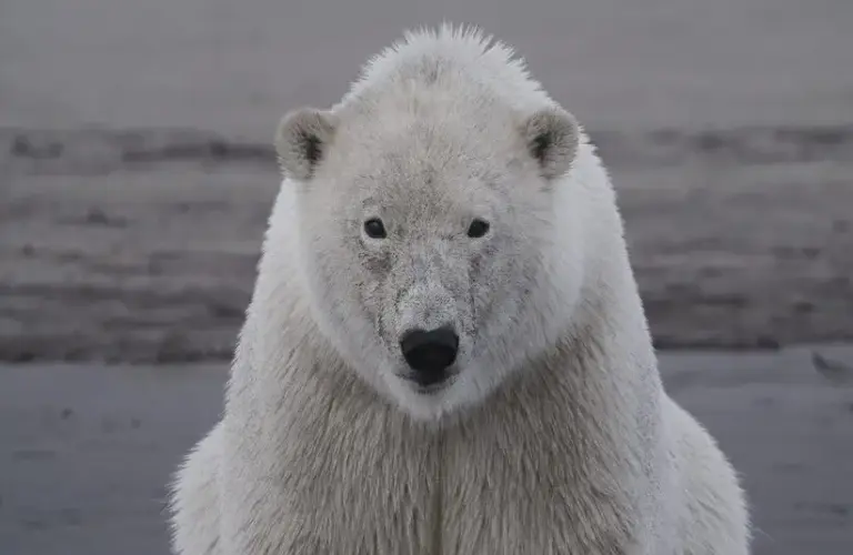 Trade Secrets Documentary