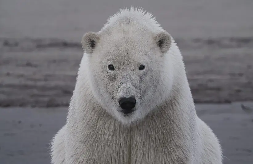 Trade Secrets Documentary