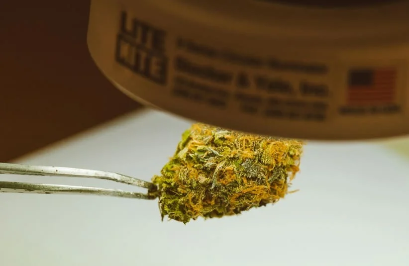 Tweezers holding cannabis bud under a light, medical cannabis, cannabinoids, drug trials, studies, restrictions, health and safety