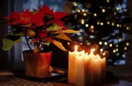 Poinsettias and candles, Christmas decorations, holiday decorations, holiday entryway