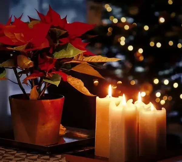Poinsettias and candles, Christmas decorations, holiday decorations, holiday entryway