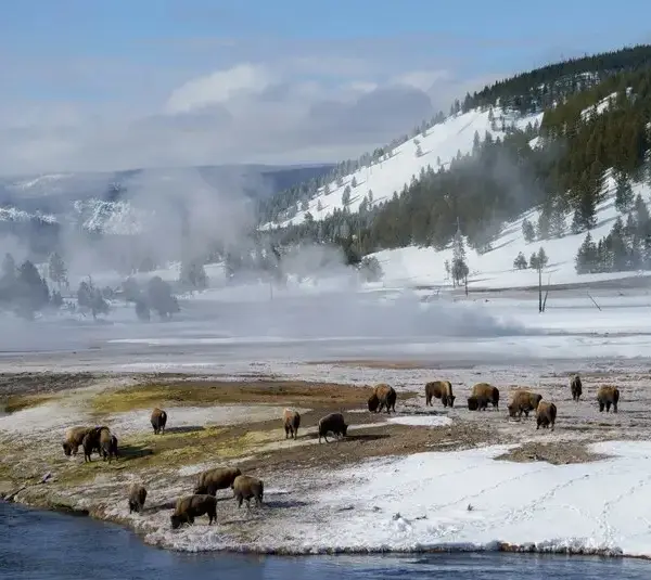 Yellowstone National Park, WY, USA