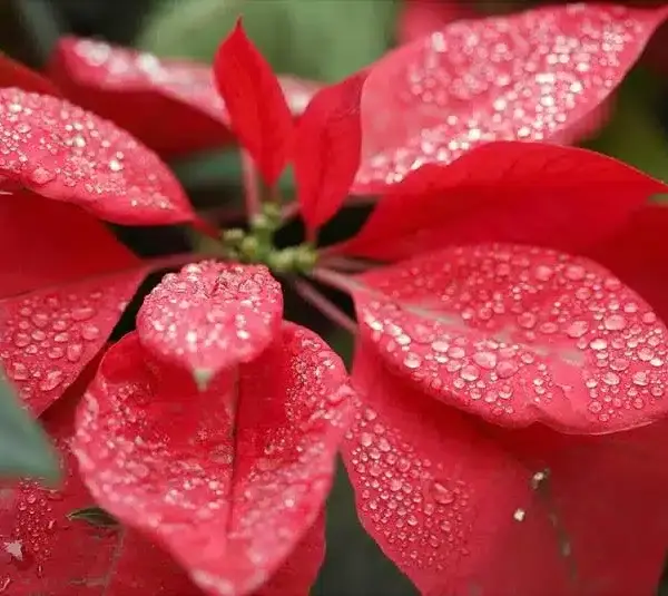 Christmas calls for knowing how to care for poinsettias.