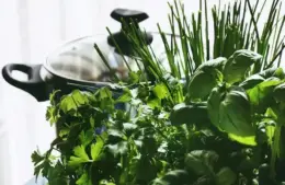 Winter gardening can be very flavorful and fun.