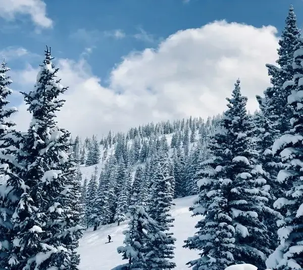 Steamboat Springs, CO, USA, snow covered pine trees, family friendly winter resorts
