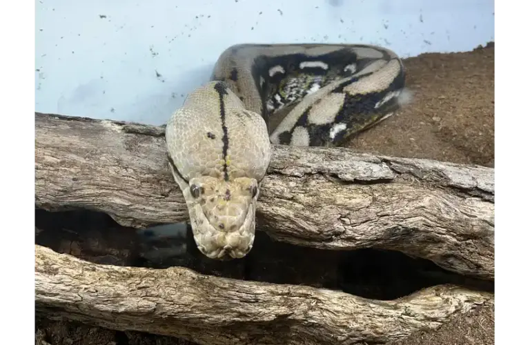 A python, one of the animals (unfortunately) starring in Fear Factor. Image Courtesy of © Susan Bromley/Hometown Life / USA TODAY NETWORK via Imagn Images