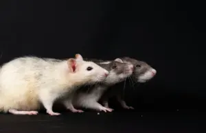 "Insanitary conditions at Minnesota distribution facility, FDA recalls thousands of products.