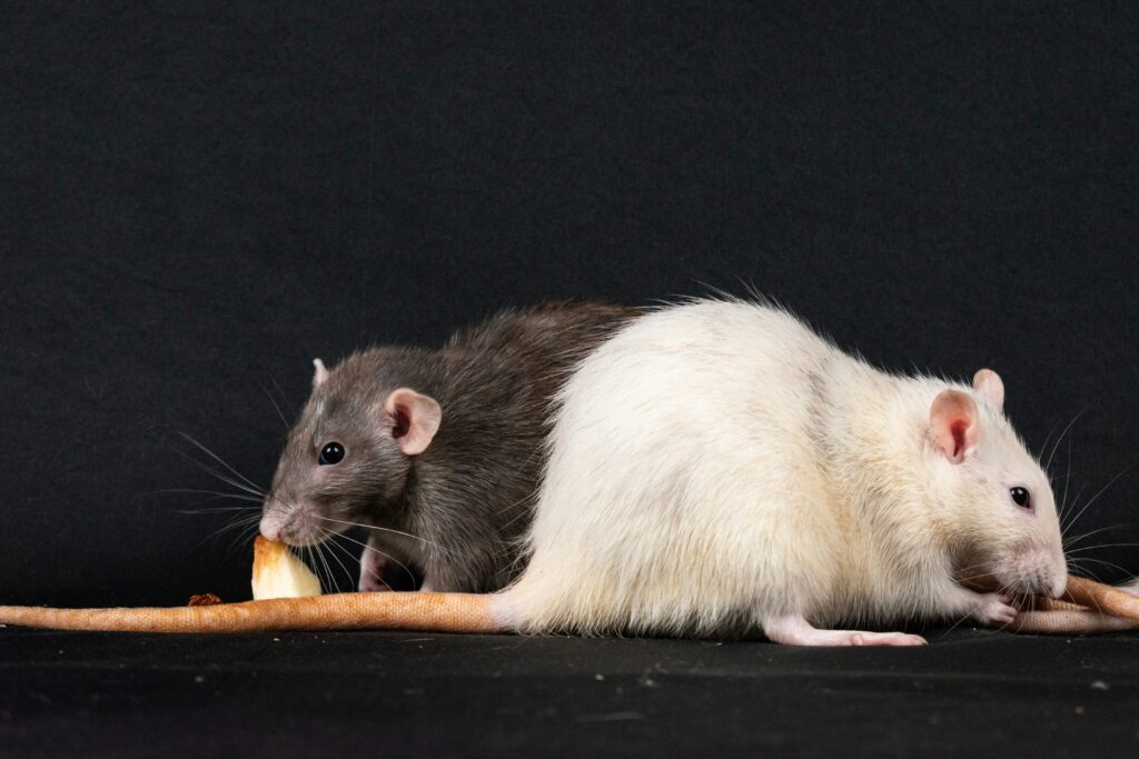 Insanitary conditions in Minnesota warehouse, rats contaminate thousands of popular products.