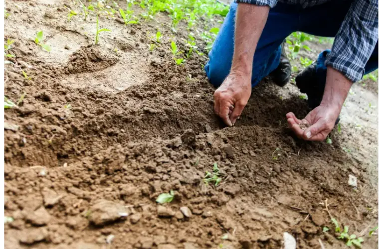 a man doing no-till gardening