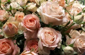 Porcelaina roses are part of the trending color palettes for your Valentine in 2026.