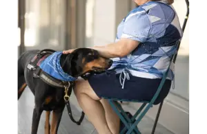 A calm, attentive service dog stands beside a seated handler, wearing a harness and blue bandana that identify it as one of many hardworking service dogs.