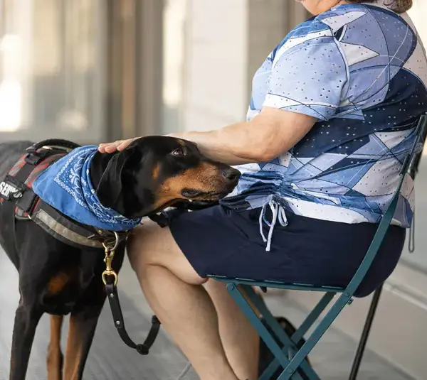 A calm, attentive service dog stands beside a seated handler, wearing a harness and blue bandana that identify it as one of many hardworking service dogs.