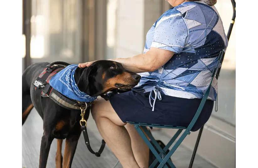 A calm, attentive service dog stands beside a seated handler, wearing a harness and blue bandana that identify it as one of many hardworking service dogs.