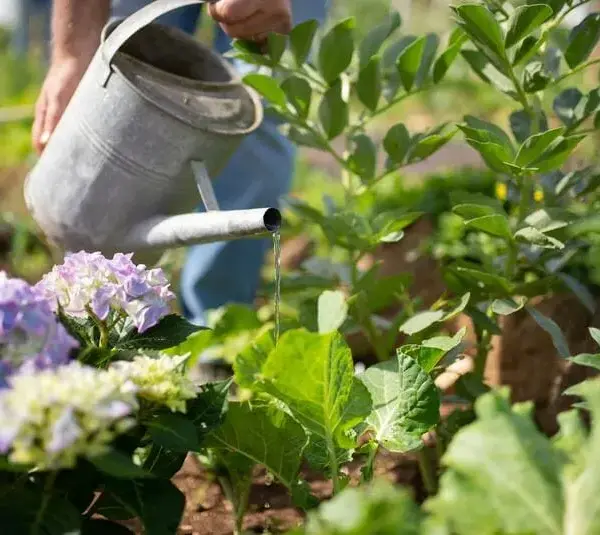 Know your updated gardening zones.