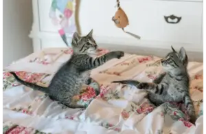 Two kittens playing with a toy representing cats and the comfort of their purr.