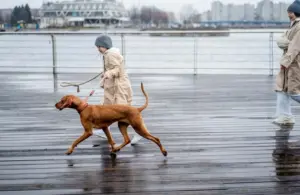 Running with a dog on the boardwalk after the rain.