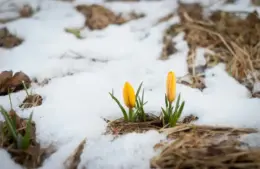 When something blooming catches your eye and is almost out of place maybe it's one of the spiritual flower omens.