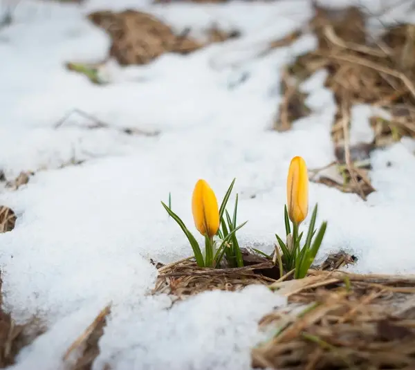 Flower Omens: What It Means When Certain Blooms Appear in Your Life