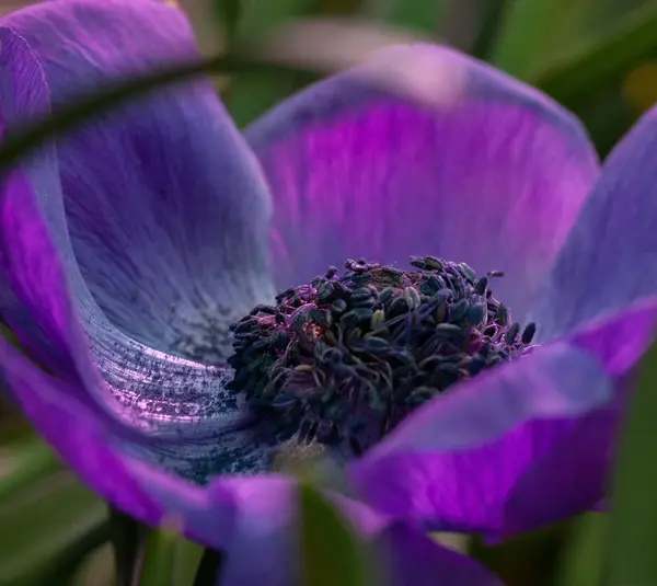 Vintage Valentine Blooms & Beautiful Moody Romance: Dark Florals Redefining Décor in 2026