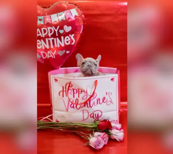 A cute French bulldog puppy sitting in a Valentine's Day bag surrounded by flowers and balloons