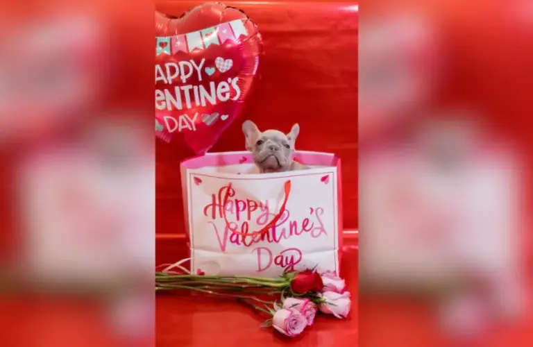 A cute French bulldog puppy sitting in a Valentine's Day bag surrounded by flowers and balloons
