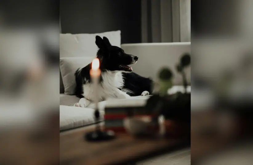 A black and white dog sits near a lit candle