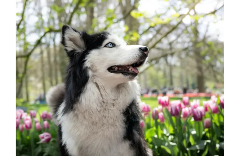 Husky, one of the many dogs getting ready for spring, with blue eyes in a park surrounded by blooming tulips