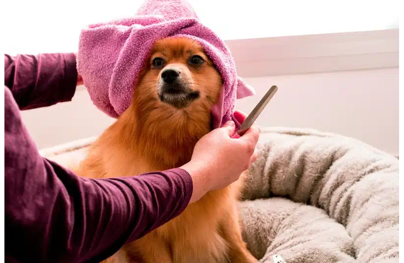 Brown Pomeranian wearing a pink towel
