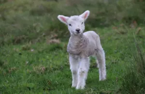 A Lamb, like the Jewish people are and whose blood they used in Exodus.