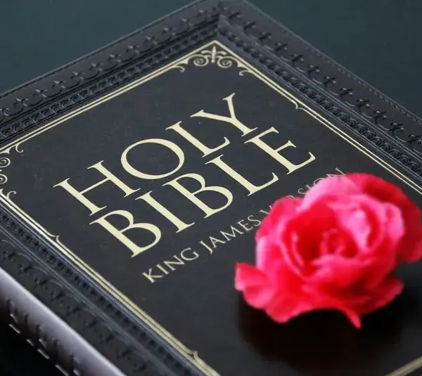 In daily devotion, a rose is placed on a kJV Bible.