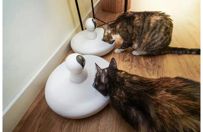 Automatic dry food feeders with webcam domestic cats