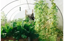 A view of greenhouse gardening