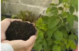 fetrilizers for soil and plants
