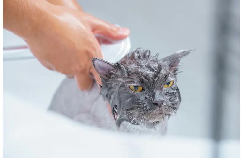 Cat begrudgingly getting a bath